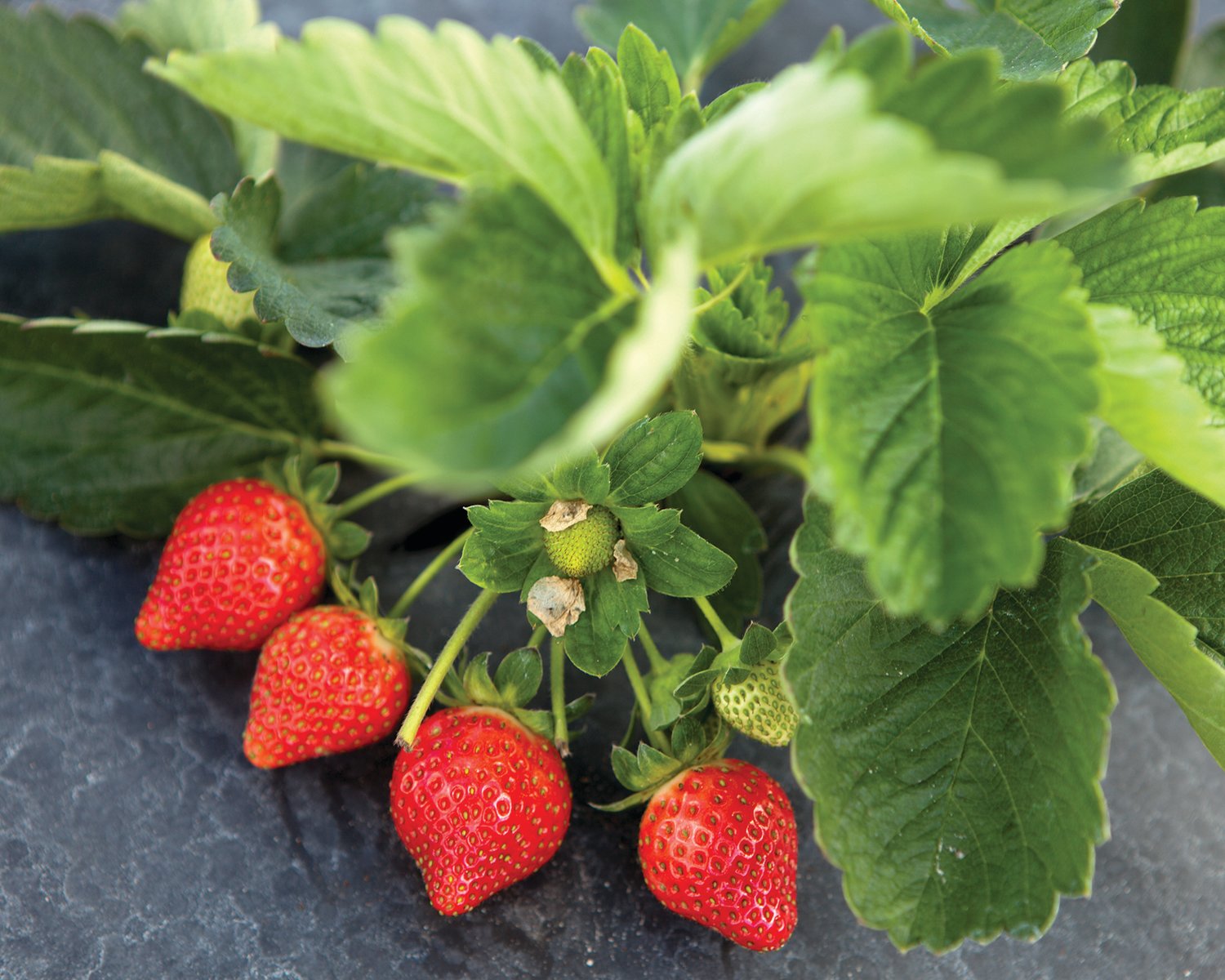 A cluster of strawberries growing at the Gulf Coast Research and Education Center in Balm, Florida.